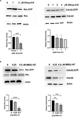 Rac and Cdc42 inhibitors reduce macrophage function in breast cancer preclinical models